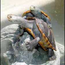 Image result for Malaclemys terrapin