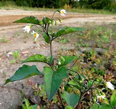 Attēlu rezultāti vaicājumam “Oenothera rubricauli leaf”