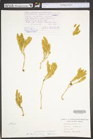 Attēlu rezultāti vaicājumam “Lycopodium annotinum”