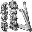 Aristosuchus - Wikipedia, the free encyclopedia