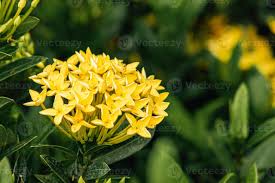 Attēlu rezultāti vaicājumam “Rubiaceae”