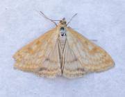 Attēlu rezultāti vaicājumam “Sitochroa verticalis”