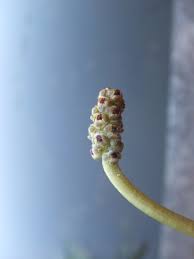 Attēlu rezultāti vaicājumam “Potamogeton perfoliatus flower”