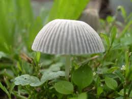 Attēlu rezultāti vaicājumam “Coprinus disseminatus”