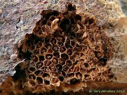 Attēlu rezultāti vaicājumam “Tubifera applanata”