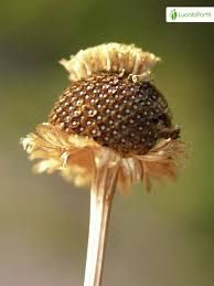Attēlu rezultāti vaicājumam “Tripleurospermum inodorum flower”