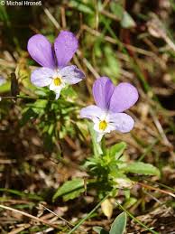 Attēlu rezultāti vaicājumam “Viola tricolor subsp. curtisii bud”