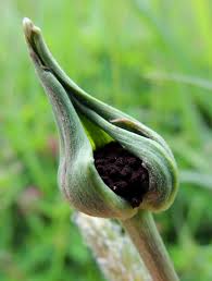 Attēlu rezultāti vaicājumam “Microbotryum tragopogonis - pratensis”