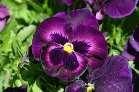 Image result for Viola wittrockiana