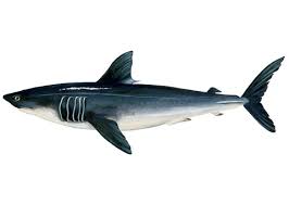 Image result for Lamna nasus