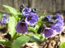 Attēlu rezultāti vaicājumam “Pulmonaria obscura”