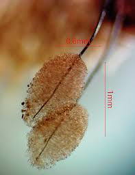 Attēlu rezultāti vaicājumam “Comatricha tenerrima spores”