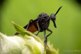 Attēlu rezultāti vaicājumam “Empididae”