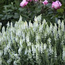 Attēlu rezultāti vaicājumam “Salvia nemorosa flower”