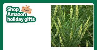 Image result for Reseda luteola