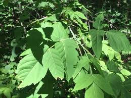 Attēlu rezultāti vaicājumam “Acer negundo leaf”