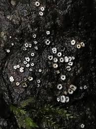 Attēlu rezultāti vaicājumam “Stictis”