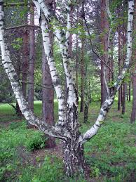 Attēlu rezultāti vaicājumam “Betula pendula var. carelica”