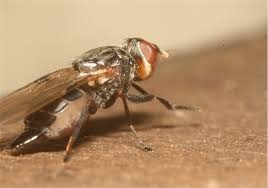 Attēlu rezultāti vaicājumam “Tetanops myopina”