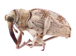 Attēlu rezultāti vaicājumam “Curculionidae”