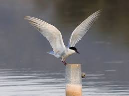 Attēlu rezultāti vaicājumam “Chlidonias hybrida adult”