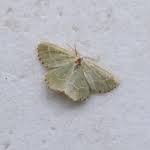 Attēlu rezultāti vaicājumam “Thalera fimbrialis”