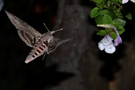 Attēlu rezultāti vaicājumam “Agrius convolvuli”