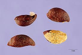 Attēlu rezultāti vaicājumam “Sorbus hybrida”