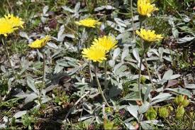 Image result for Hieracium pilosella