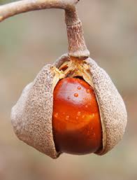 Attēlu rezultāti vaicājumam “Aesculus x hybrida fruit”