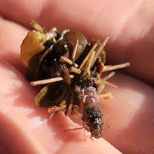 Attēlu rezultāti vaicājumam “Limnephilus larva”