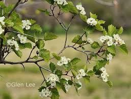 Attēlu rezultāti vaicājumam “Crataegus chrysocarpa”