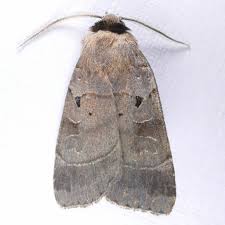 Attēlu rezultāti vaicājumam “Badhamiopsis ainoae sessile”