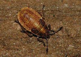 Attēlu rezultāti vaicājumam “Kleidocerys resedae”