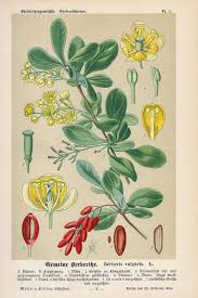 Attēlu rezultāti vaicājumam “Berberis vulgaris flower”