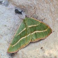 Attēlu rezultāti vaicājumam “Hylaea fasciaria”