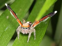 Attēlu rezultāti vaicājumam “Salticidae”