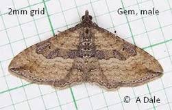 Attēlu rezultāti vaicājumam “Colostygia pectinataria female”