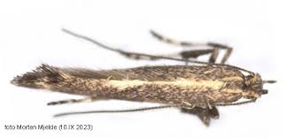 Attēlu rezultāti vaicājumam “Calybites phasianipennella”