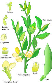 Attēlu rezultāti vaicājumam “Vicia faba flower”