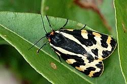 Attēlu rezultāti vaicājumam “Parasemia plantaginis”