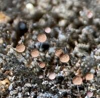 Attēlu rezultāti vaicājumam “Comatricha pulchella”