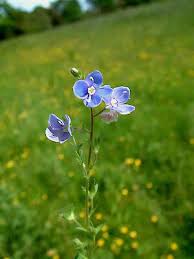 Attēlu rezultāti vaicājumam “Veronica chamaedrys bud”