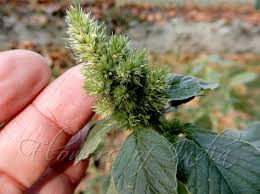 Attēlu rezultāti vaicājumam “Amaranthus retroflexus flower”