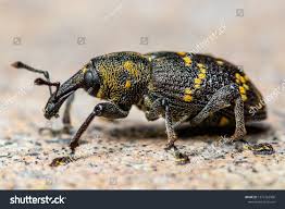 Attēlu rezultāti vaicājumam “Hylobius abietis”