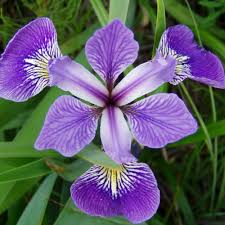 Image result for Iris