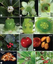 Attēlu rezultāti vaicājumam “Chaerophyllum aromaticum fruit”