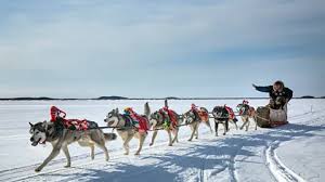 Image result for Team Ice Fire British Sled Dog Racing Team