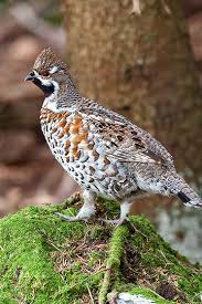 Attēlu rezultāti vaicājumam “Galliformes”