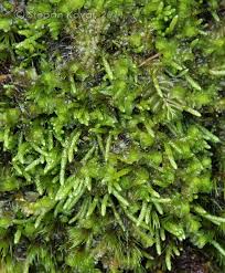 Attēlu rezultāti vaicājumam “Myurella julacea”